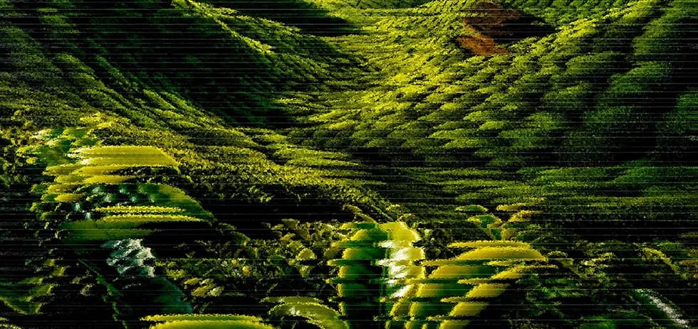 Tea brewing process showing steeping tea leaves in hot water