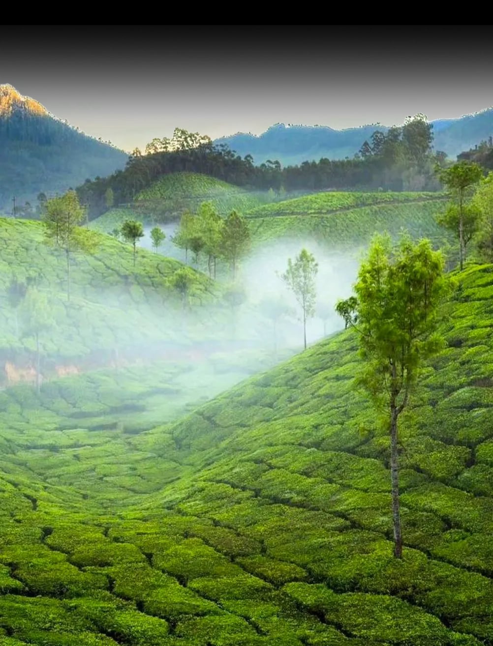 Nilgiri Hills tea estate showing organic tea cultivation and natural ingredients